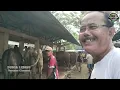 Download Lagu Update Harga Sapi Qurban di Pasar Munggi Semanu Gunungkidul‼️