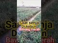 Download Lagu Harapan petani bawang merah 🌰🌰