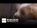 100 dogs and puppies rescued from commercial breeder arrive in Twin Cities