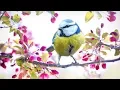 Lagu Relaxing Spring Music - Calm Piano with Birds Nature Sounds
