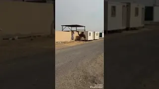 ما شاء الله السنافية 