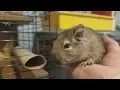 Download Lagu Bringing Home 2 New Adopted Degus
