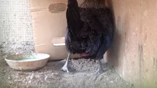 دجاجة اثناء وضع بيضة Hen While She Lay Egg 
