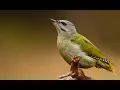 Download Lagu try to hear this Grey-headed woodpecker