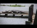 Huge alligators spotted at Fort Worth Nature Center and Refuge