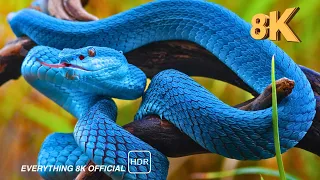 snake snake videos collection everythig 8k official