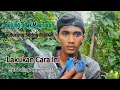 Download Lagu Trik Ampuh Pikat Burung Kehicap Ranting/Slendang Biru 100%Anti Zonk