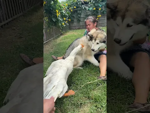 狗子：拉不住根本拉不住！ #pets #萌寵 #funny #狗狗 #搞笑