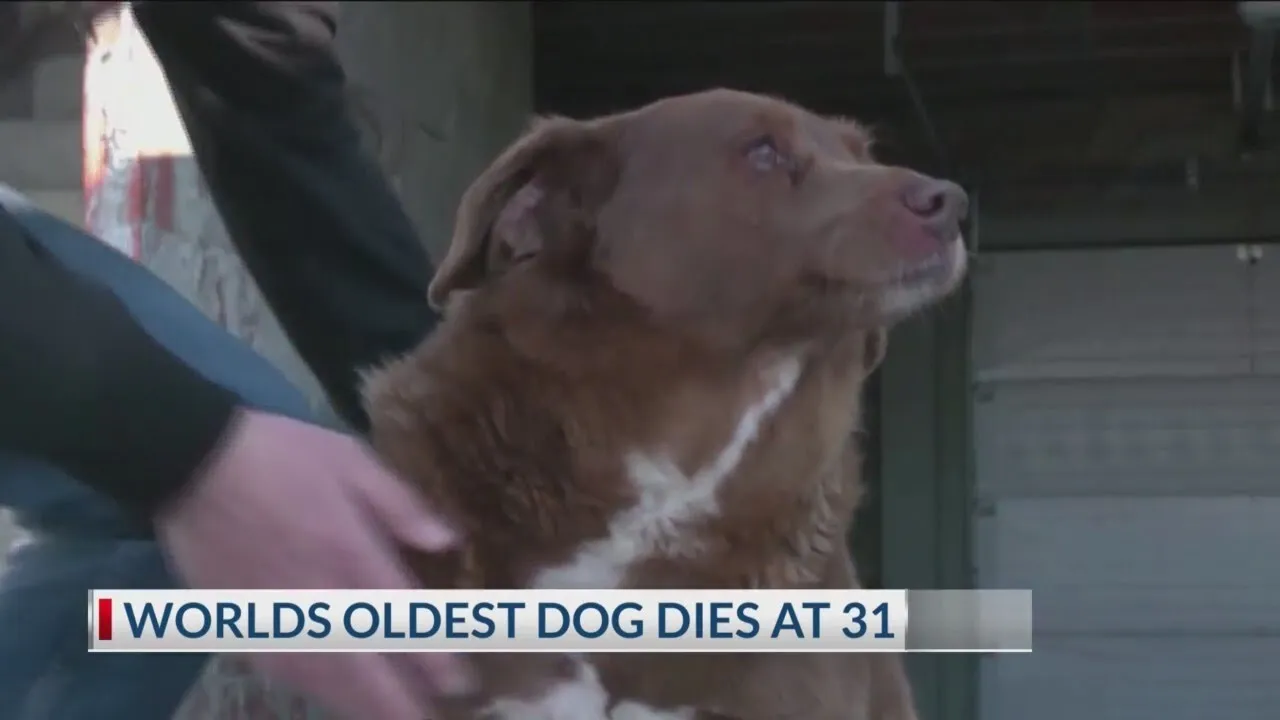 World's oldest dog ever dies at age 31 or 217 in dog years