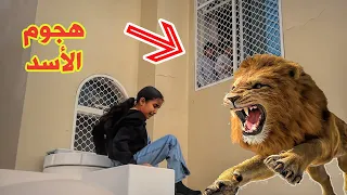 لما بنتك ما تسمع كلامك و يلحقها اسد   هجوم الأسد على دانة    الهروب من الاسد   سوالف بناتي دندنها