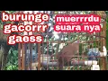 Download Lagu BURUNG E GACORRR GAESS