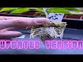 Rockwool Cloning 101 v2 0 Dome Method Made Easy Clone Coach Method FOOL PROOF See description