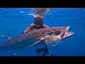 Download Lagu HUNTING FOR MONSTER TUNA AND GIANT TREVALLY