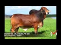 Lot 30 - Female Sexed Pregnancy Moreno Ms Lady Rias X Moreno Mr Rudolph 851