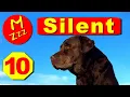 Silent Dog Whistle to Stop Dogs Barking - Random Whistle Sounds Only Dogs Can Hear