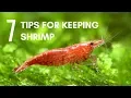 7 Tips for Keeping Shrimp in an Aquarium
