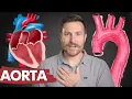 The Branches of the Aorta Corporis