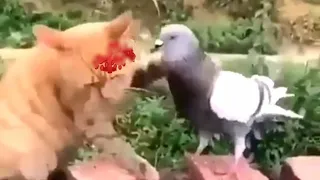 صـديـق صــادق صــدوق 