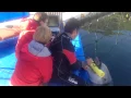dolphins volunteer behavior endoscopy VESK Dosya