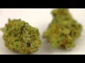 Cherry Pie