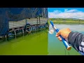Download Lagu BUKAN MAIN‼️ MANCING IKAN RED DEVIL DAPAT BANYAK MENGGUNAKAN UMPAN UDANG