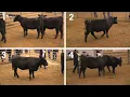 4-H Cattle Judging Example 6 - SimAngus Heifers