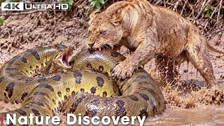 Harsh Africa | The Battle for Survival Along African Rivers | Wild Animals | Nature Life
