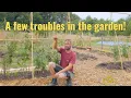 Download Lagu Small Garden Update: A Few Challenges Appear!