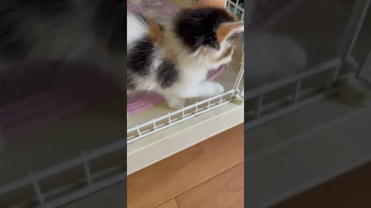 動画