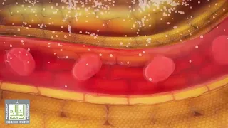 تبادل الغازات التنفس الخارجي علم الاحياء 