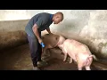 How We Automatically Test For Pregnancy In Pigs
