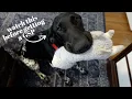 Things to Consider Before Getting a German Shorthaired Pointer