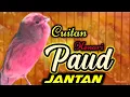 Download Lagu CUITAN KENARI PAUD JANTAN, PERANGSANG BUNYI KENARI PAUD BELAJAR BUNYI