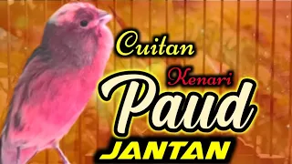 Download CUITAN KENARI PAUD JANTAN, PERANGSANG BUNYI KENARI PAUD BELAJAR BUNYI MP3