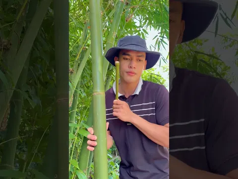 Survival Skills: How to Get Water from a BAMBOO Tree 💧🌍#ohd #survival #camping #bushcraft #skills