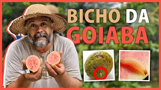 Como acabar com bicho na goiaba