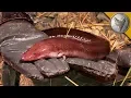 Download Mysterious SWAMP CREATURE Found! mp4 3gp mp3 videos - waplic