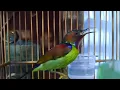 Download Lagu Masteran Kolibri Kelapa Leher merah Burung Endemik Sumatera