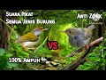 Download Lagu Suara Pikat Prenjak Lumut Ribut VS Prenjak Kepala Merah Anakan||Cocok Untuk Pikat Semua Jenis Burung