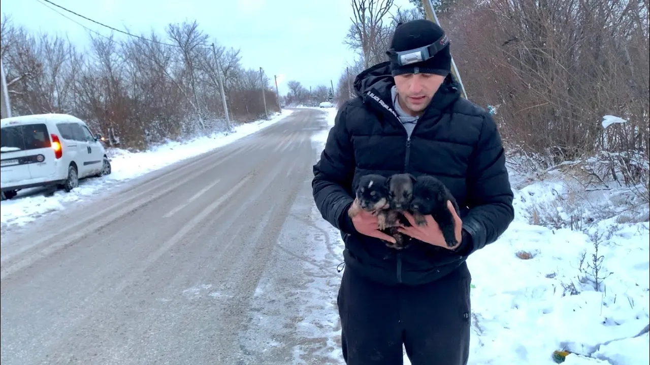 Brave mama asks strangers to save her babies | Dog Rescue Shelter