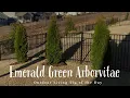 Emerald Green Arborvitae - Outdoor Living Tip of the Day