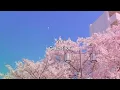 YUI/CHE.R.RY【歌詞付き】