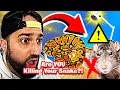 Ball Python Care RED FLAGS Avoid These 5 Mistakes