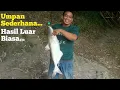 Mancing di Sungai Dapat Ikan Patin Monster Pakai Umpan Ini Paling di Sukai Ikan Patin/jendil