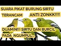 Download Lagu SUARA PIKAT BURUNG SIRTU TERANCAM / DIJAMIN SIRTU DAN BURCIL PADA NGUMPUL