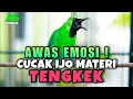 Download Lagu CUCAK IJO GACOR ISIAN TENGKEK UDANG NGOTOT COCOK BUAT PANCINGAN DAN MASTERAN IJO LAIN AGAR JAMTROK