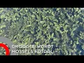 Download Lagu Droogte is veel mossels in Aanschotse Beemden al fataal geworden
