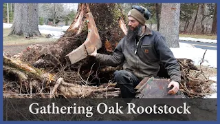 Acorn to Arabella – Journey of a Wooden Boat – Episode 94: Gathering Oak Rootstock