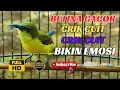 Download Lagu SOGON BETINA GACOR MEMANGGIL PEJANTAN COCOK UNTUK PANCINGAN EMOSI DAN MENAIKAN BIRAHI #PART 81