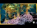 Sea Urchins Are Taking Over the Ocean Floor Here is Why